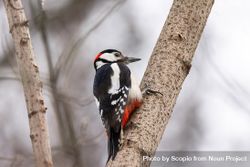 Woodpecker bird on brown tree branch bG6rx4