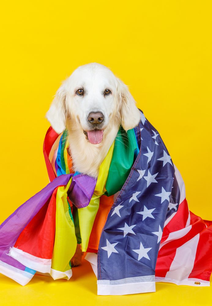 dog covered with American and LGBT flag