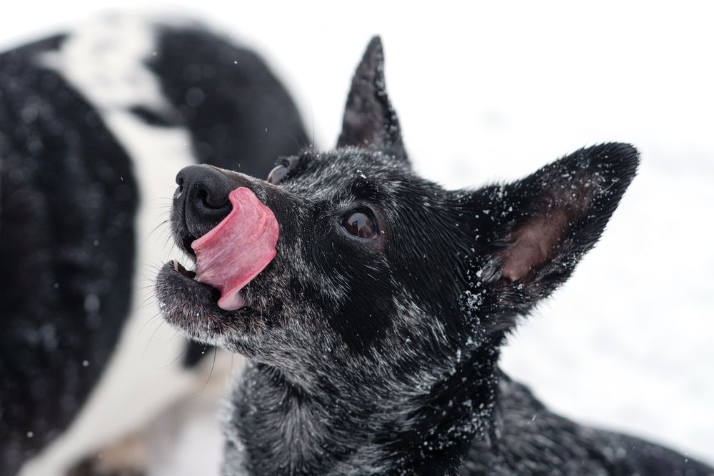 Curious Gaze in the Snow