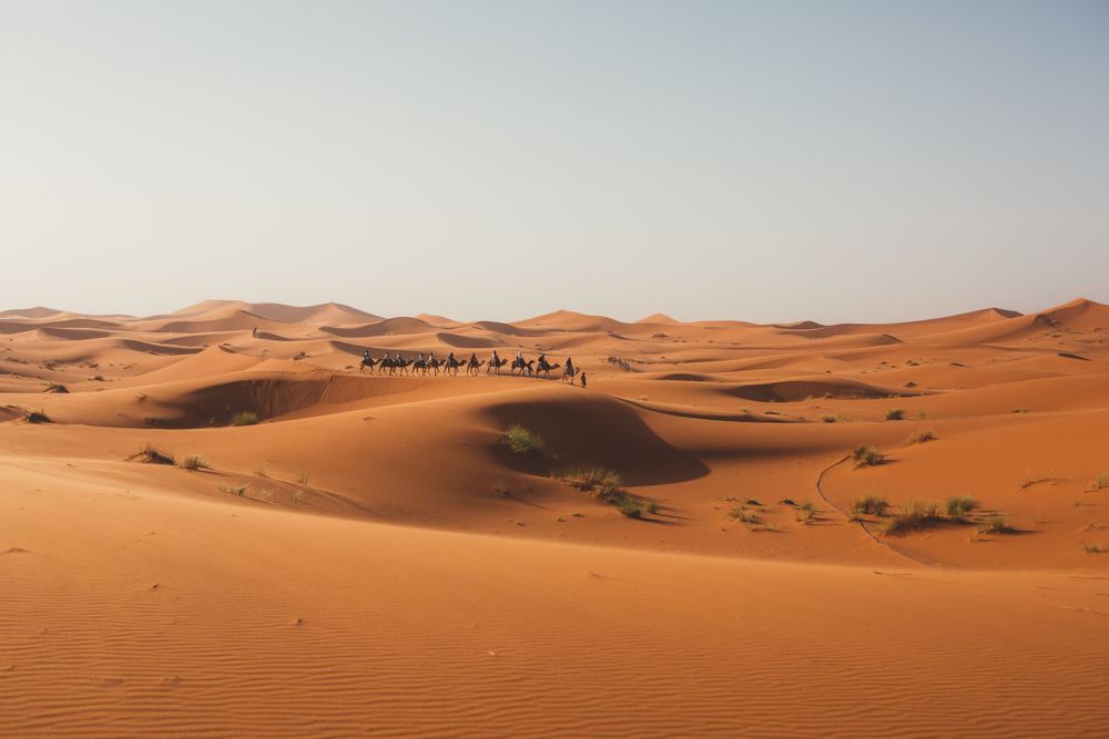 Silhouette of travelers on camels in sunset