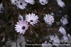Pink cape daisies growing wild 41DoL5