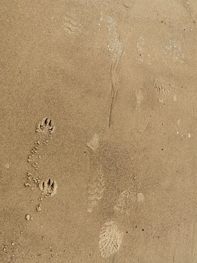 Footprints in wet sand
