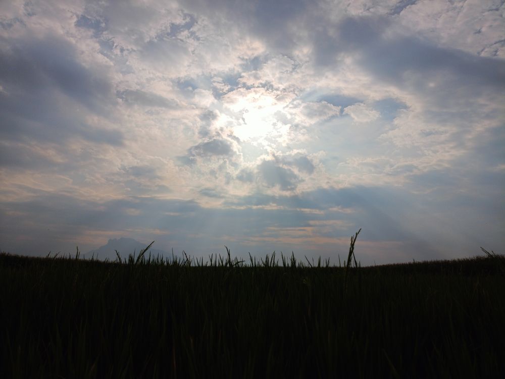Silhouette of rice field view with sky background