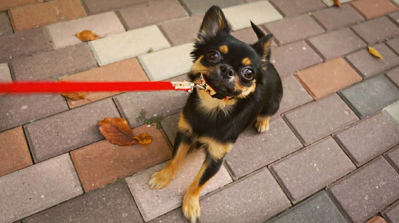 A Chihuahua pulling on the leash, refusing to go for a walk