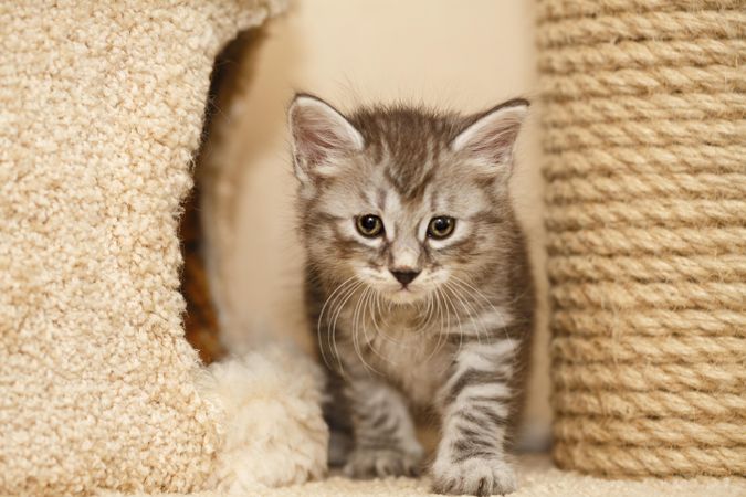 Kitten standing between a cat house and a scratching post