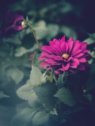 Pretty flower growing in garden