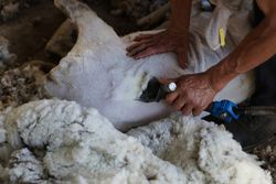 Crop man shearing sheep in barn