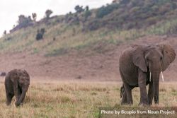 Elephant and calf walking on grass field 5RJKJ5