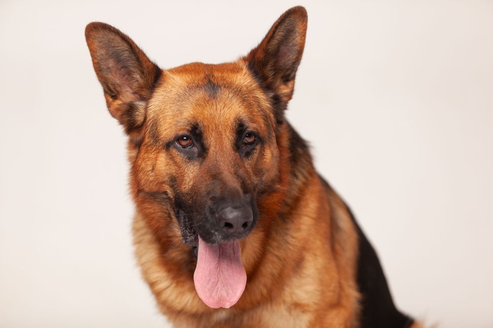 Portrait of German shepherd lying on the floor