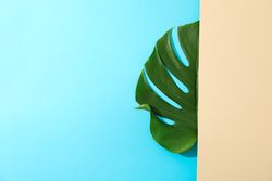 Green monstera on two tone background, space for text