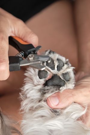 Groomer cutting nails of dog with cutter