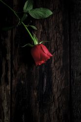 red roses with dark background