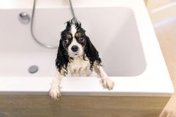 Cavalier spaniel wet after a wash