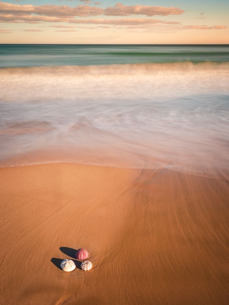 Mollusks on sand near waving sea