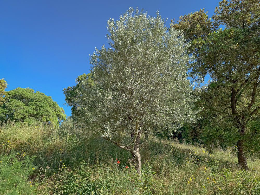 Olive tree on hilltop in Côtes De Provence, France