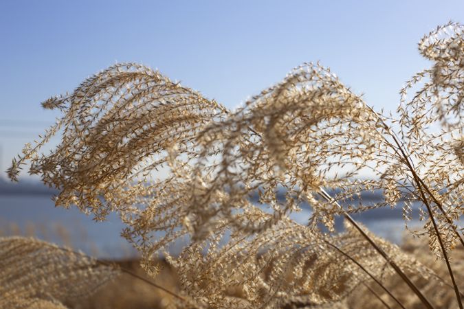 a view of autumn with reeds swaying