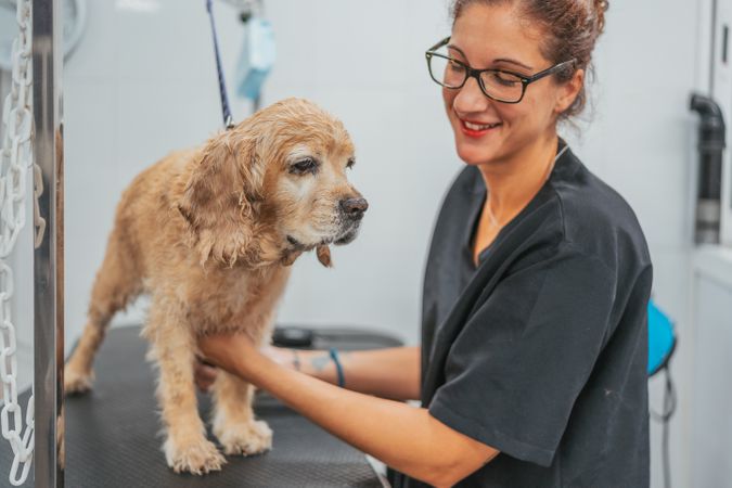 Woman drying dog in grooming salon