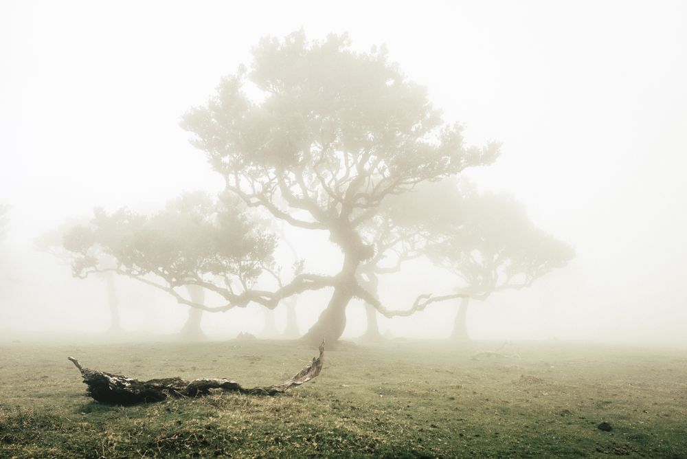 A madeira tree surrounded by fog with a branch in the foreground