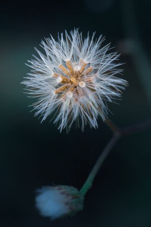 the delicate beauty of a grass flower, showcasing its slender, feathery petals and intricate structure
