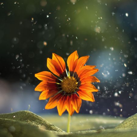 Bright sunflower on blurred background
