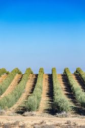 Olive rows under blue sky in farmland in spain