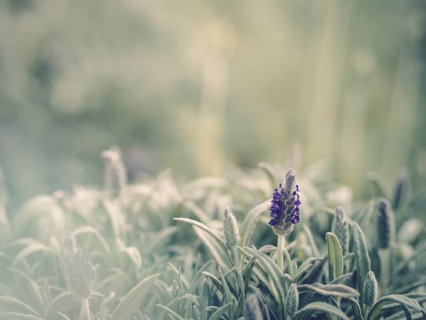 Pretty flower growing in garden