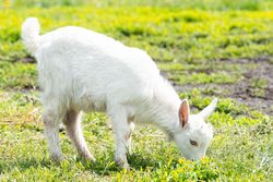 baby goat eating grass