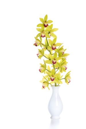 Green/ yellow blooming orchid flower in vase on a light background