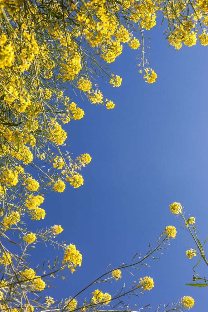 Yellow flowers under blue sky