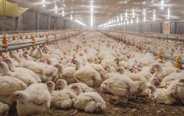 Poultry at chicken farm