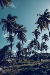 Tropical palms on grassy lawn in park