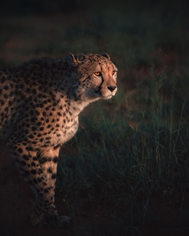 Cheetah standing on green grass