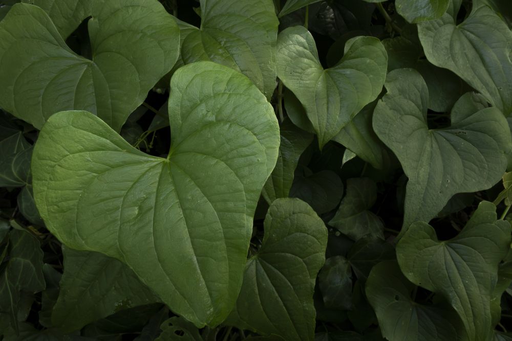Heart leaves of climbing plant. Dioscorea. Lush green background of nature