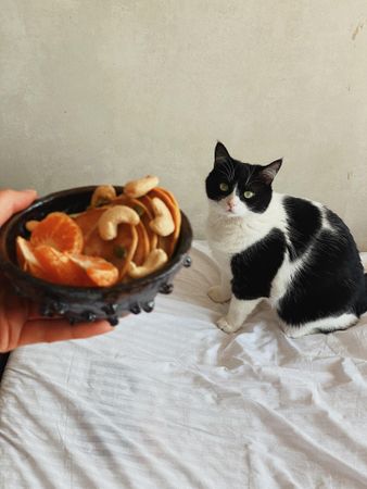 Cat on bed with breakfast bowl