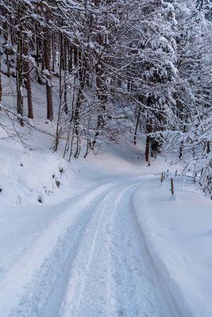 Snowy road through winter forest in the Bavarian Alps, Germany