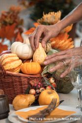Cropped image of hands taking small pumpkin from a wicker basket on dinner table 5w8g64
