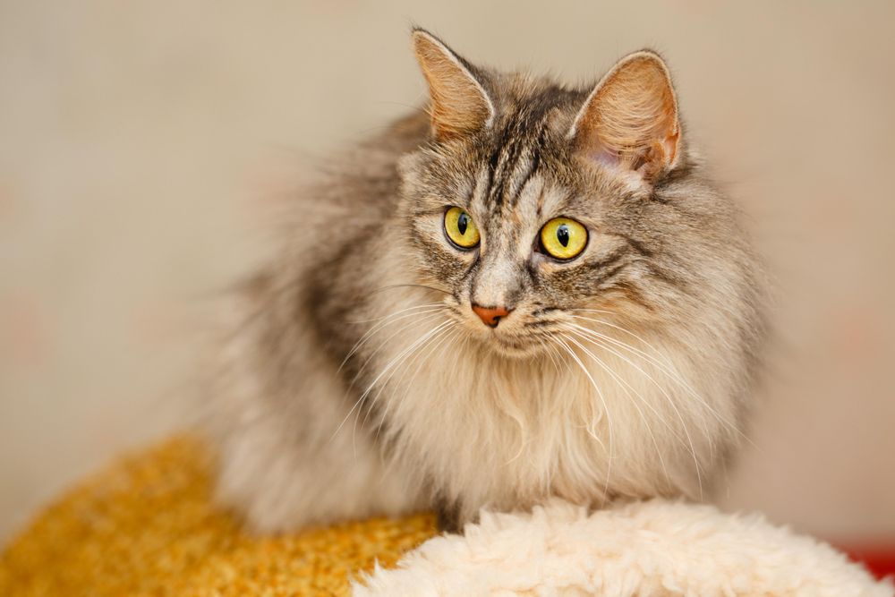 Beautiful grey cat looking to the side