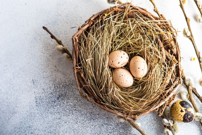 Top view of speckled eggs in nest on table with pussy willow branches