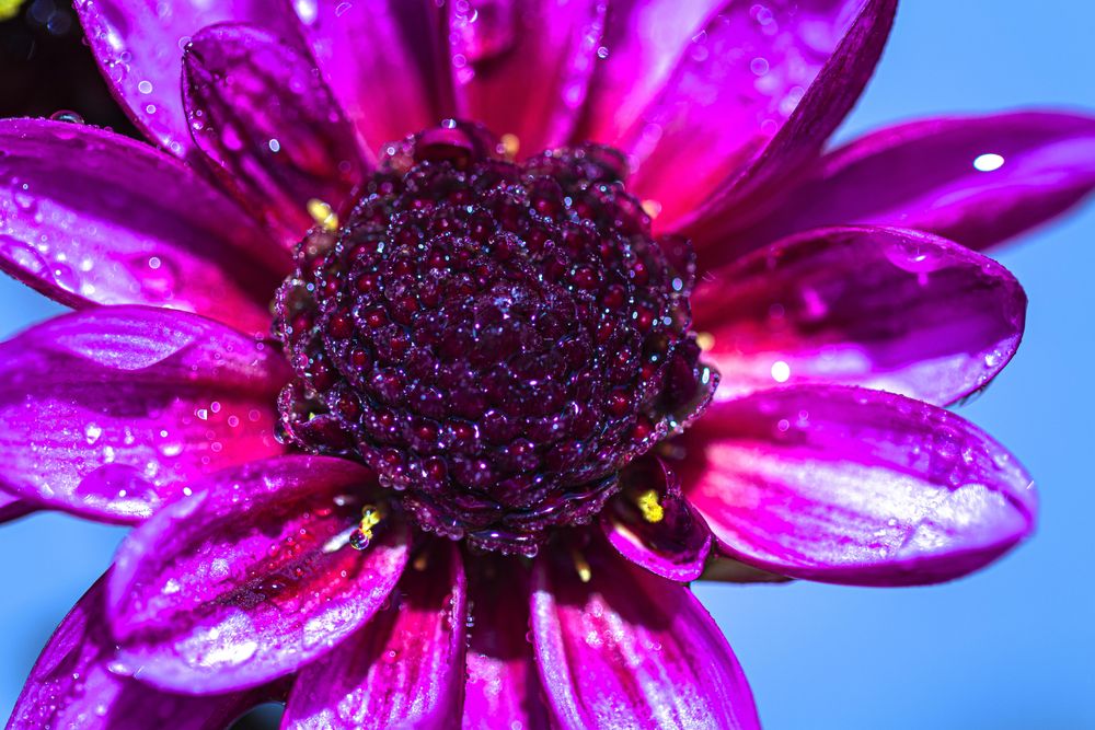Pink dahlia flower with deep colored center