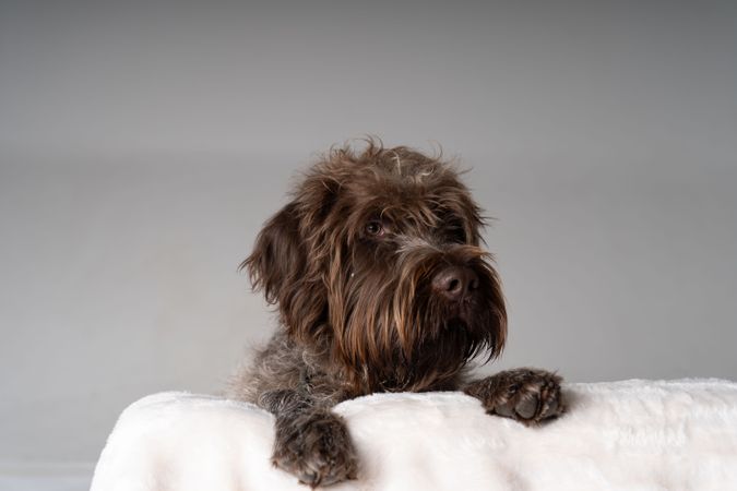 Cute purebreed griffon on back of sofa