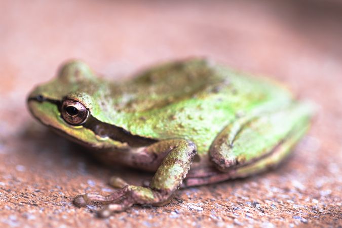 Side view of small green frog