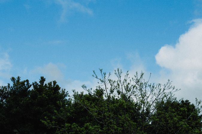 Lush Green Trees Against A Clear Blue Sky On A Sunny Day In A Park