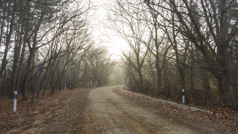 Foggy autumnal forest with empty road