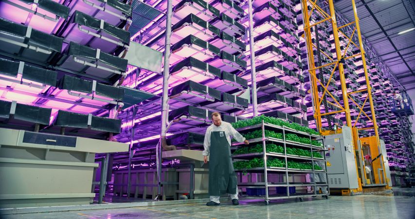 Big Vertical Farm with Multiple Rows and Layers of Eco-Friendly Plants Growing Under Artificial Neon LED Sunlight.