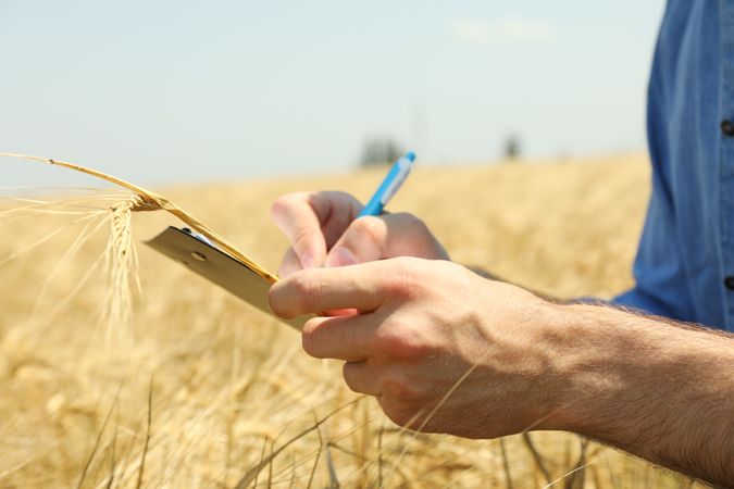 Young man with clipboard in barley field. Agriculture business. Farming