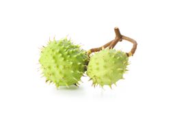 Fresh and ripe chestnuts, isolated on plain background