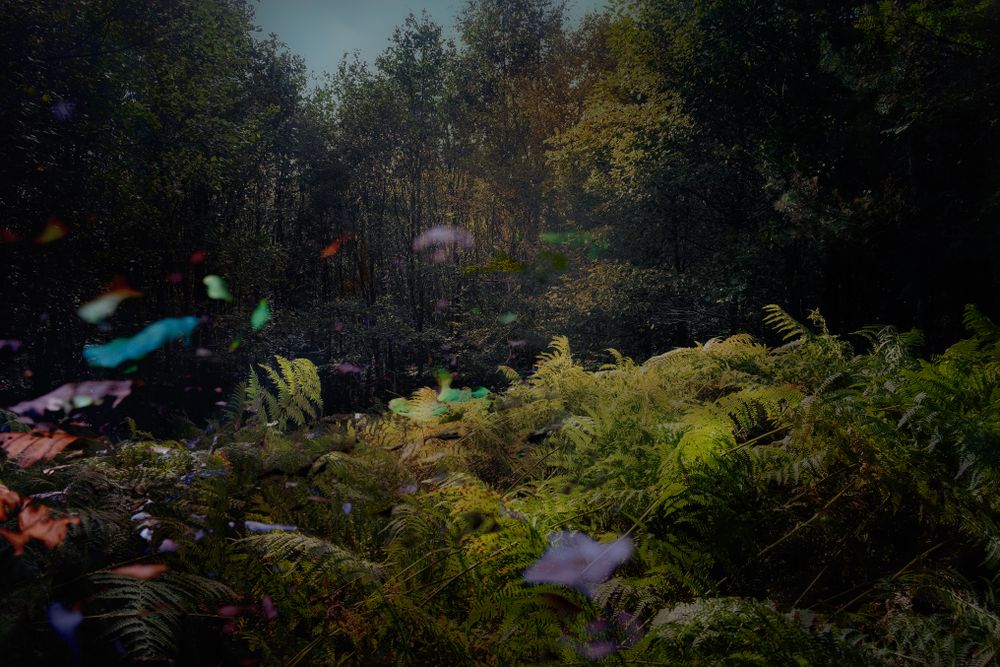 Green bushes along forest floor