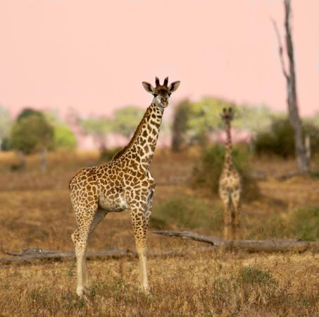 Two giraffes standing on brown grass field