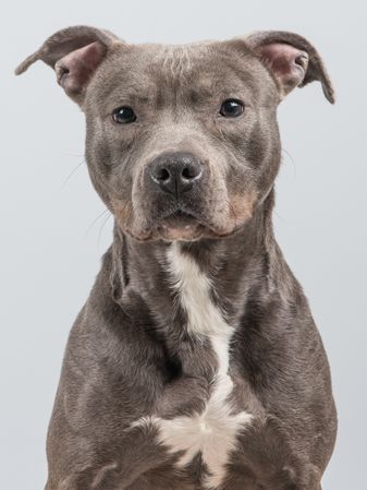 Portrait of a grey pitbull terrier at a grey background