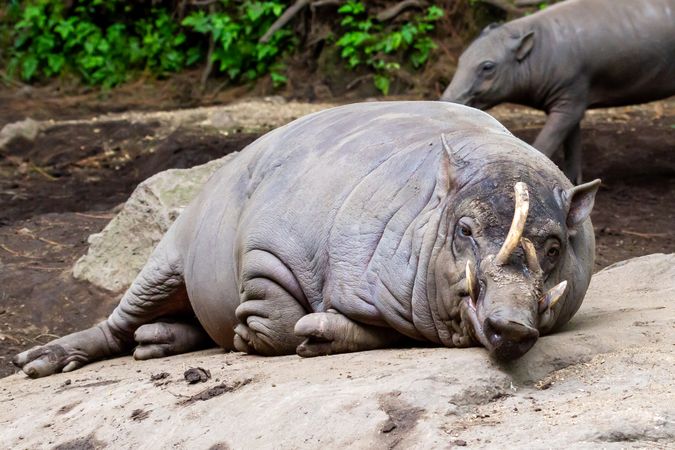 Wild Boar